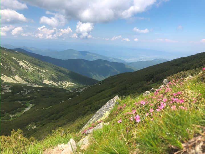 Feerie în roz, pe Vârful Cindrel – în mijlocul rhododendronilor