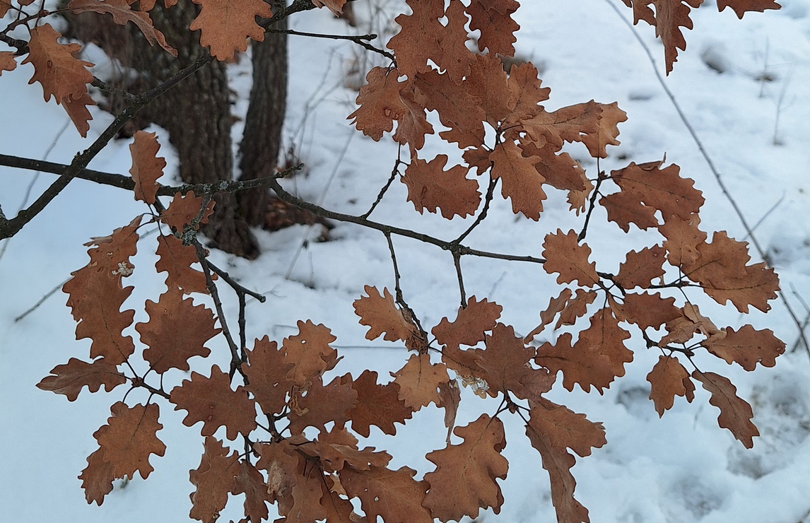 Circuit Galeș – Poiana Soarelui – Schitul Foltea - Galeș
