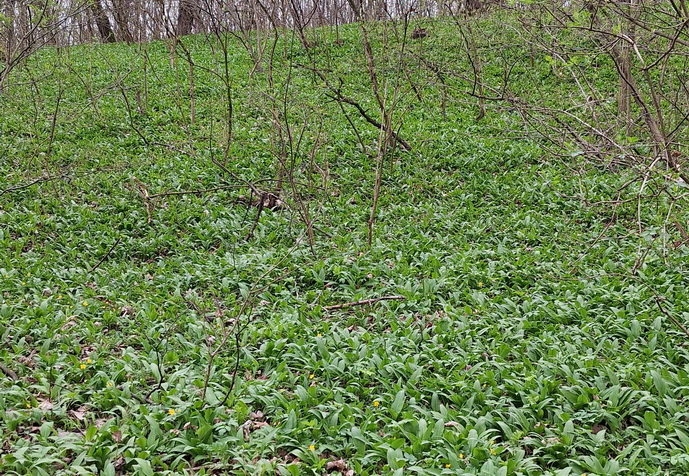 La cules de leurdă pe dealurile Mediașului