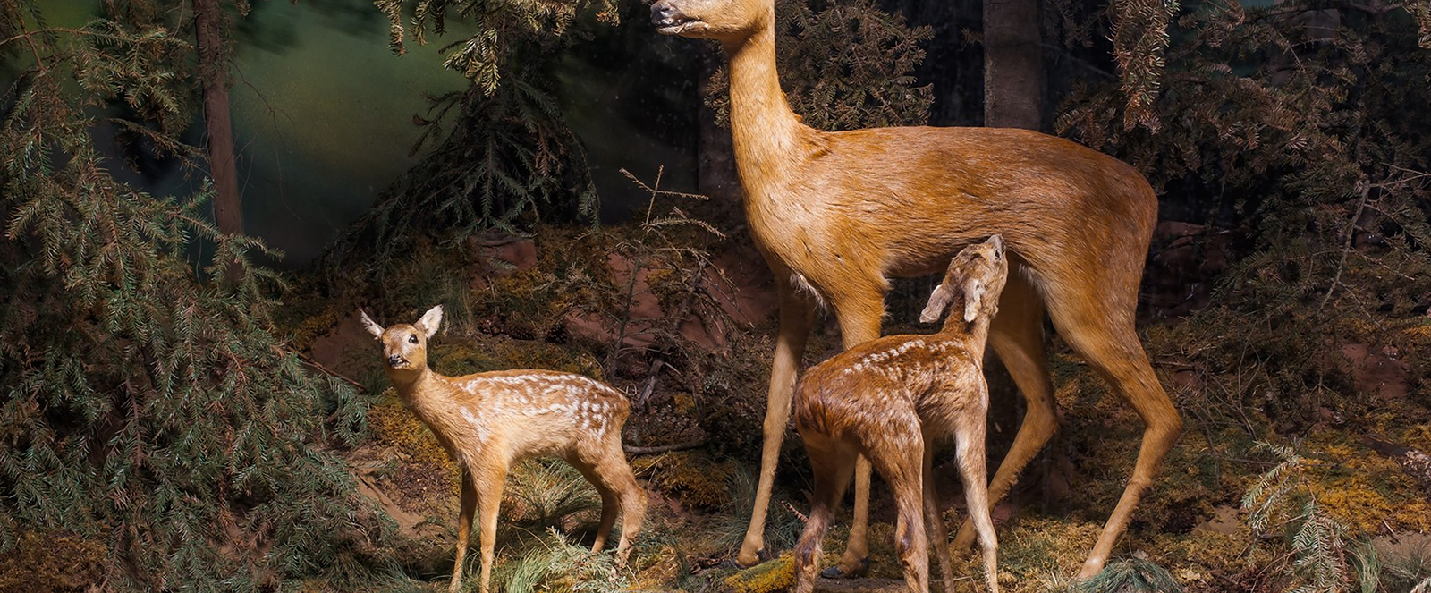 Muzeul de Stiintele Naturii Suceava