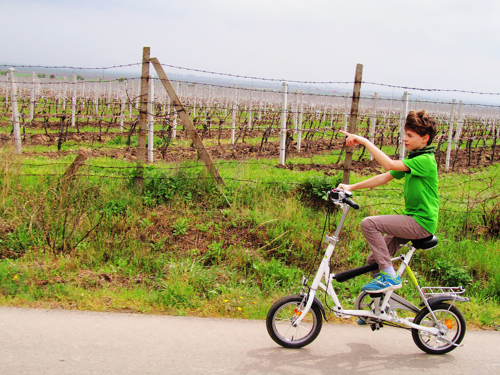 One Day Wine Route by Bike