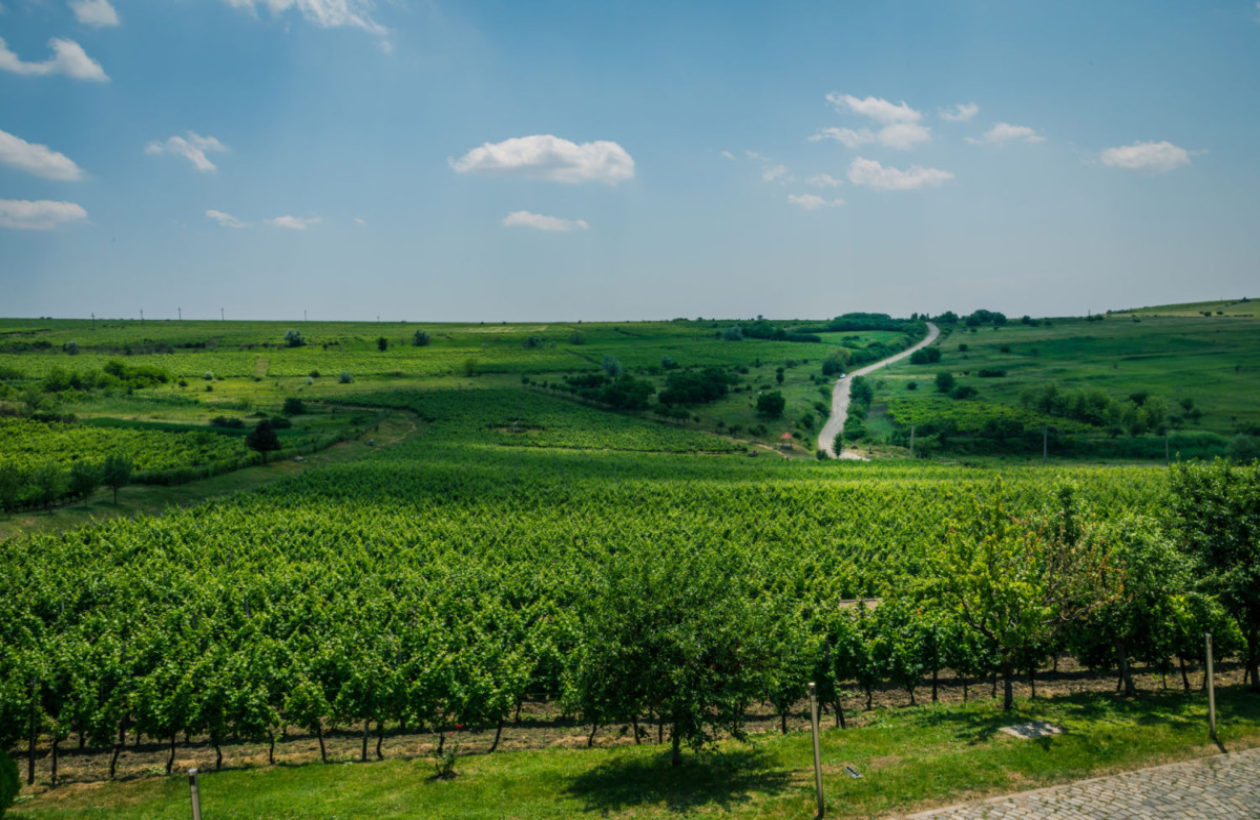 Sip & Savour - Wine Country Private Tour & Wine Tasting