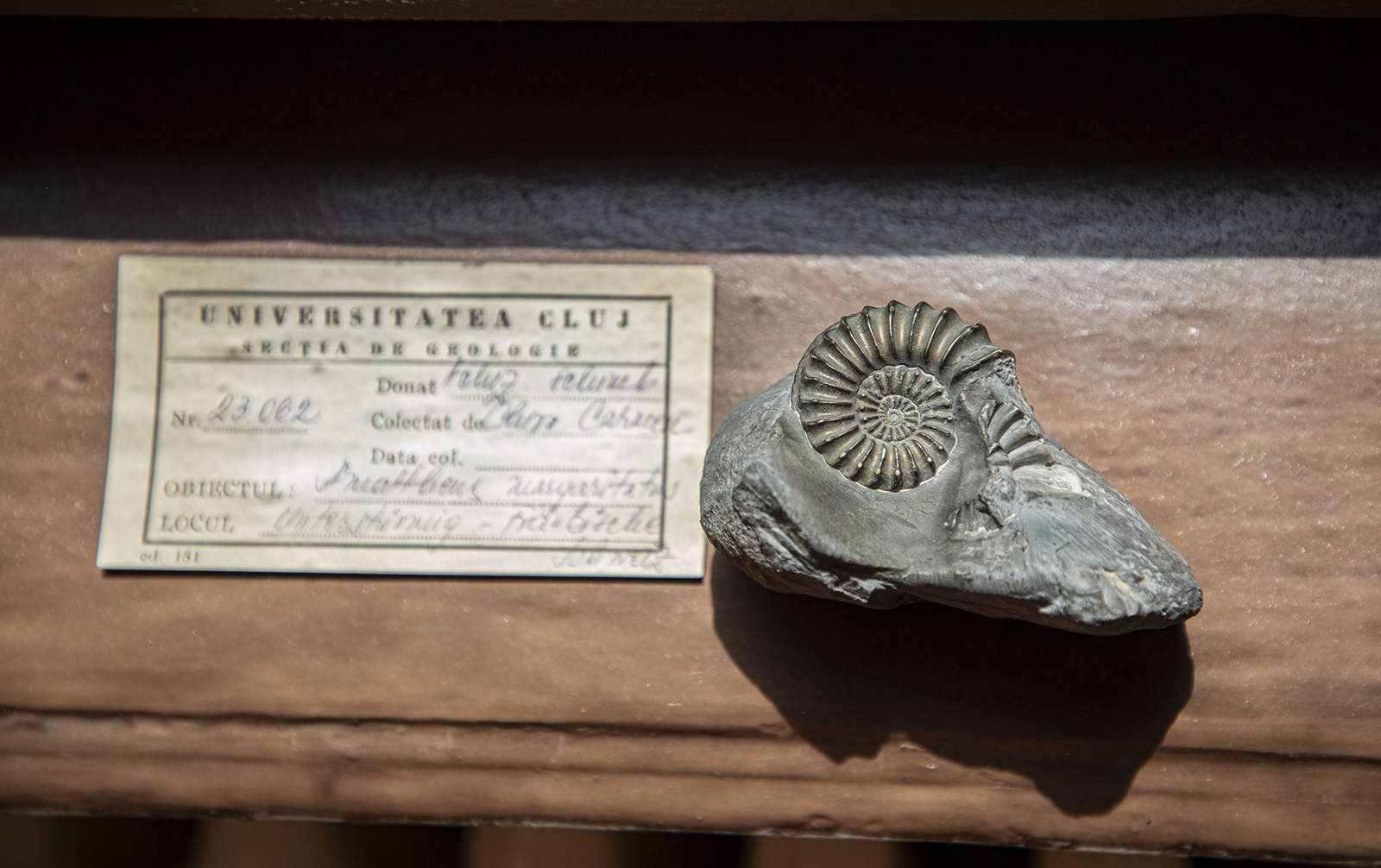 Muzeul de Paleontologie