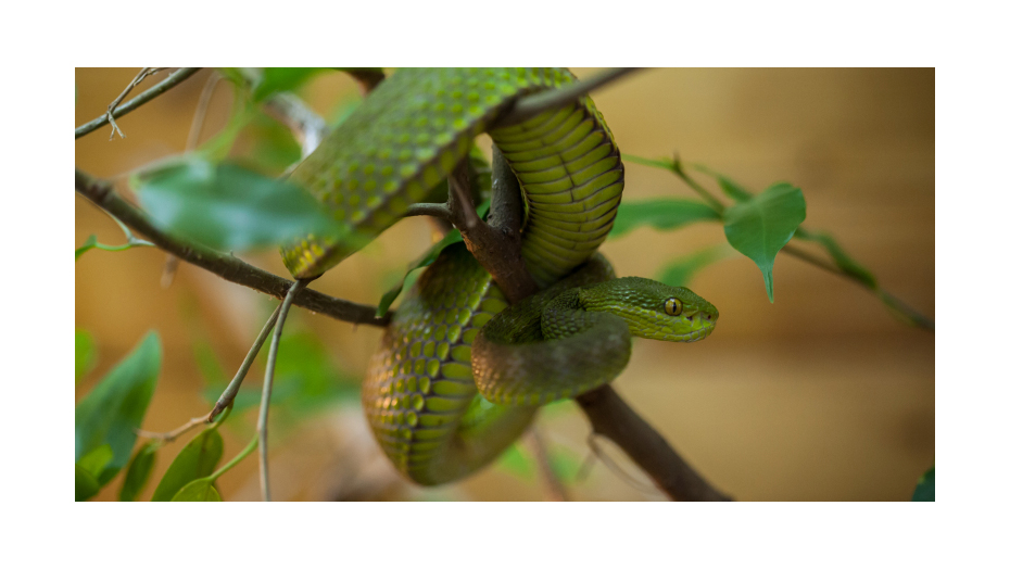 Vivarium