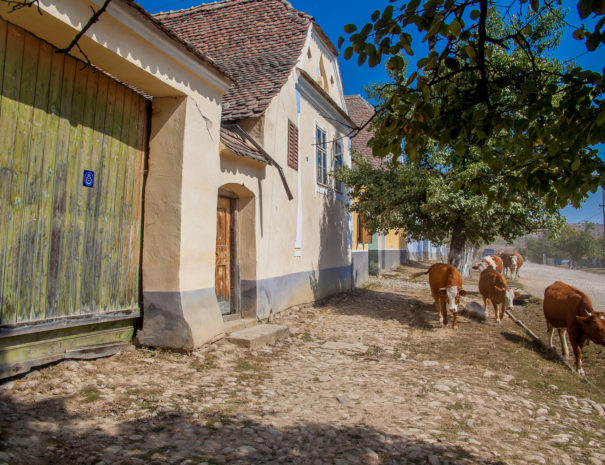 Plimbare de o zi pe cai in Viscri
