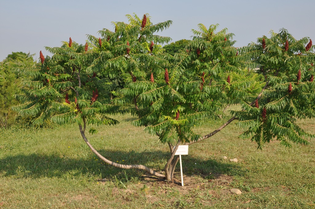 Gradina Botanica Bucov