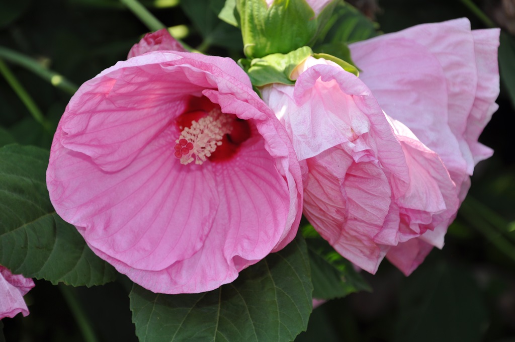 Gradina Botanica Bucov