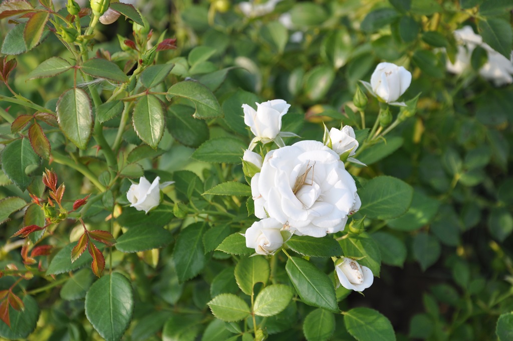 Gradina Botanica Bucov