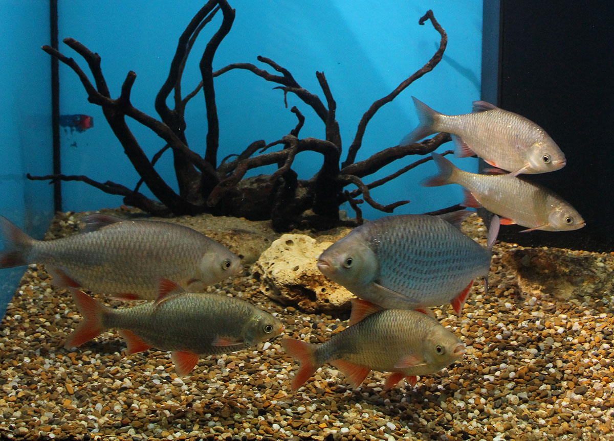 Centrul Muzeal Ecoturistic Delta Dunarii