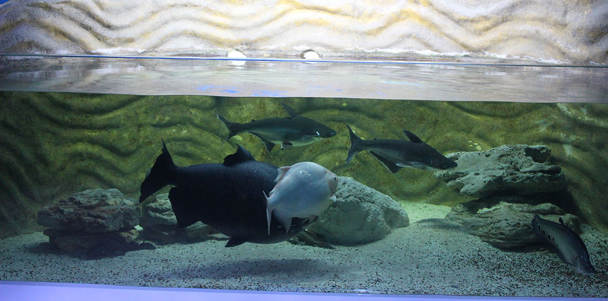 Centrul Muzeal Ecoturistic Delta Dunarii