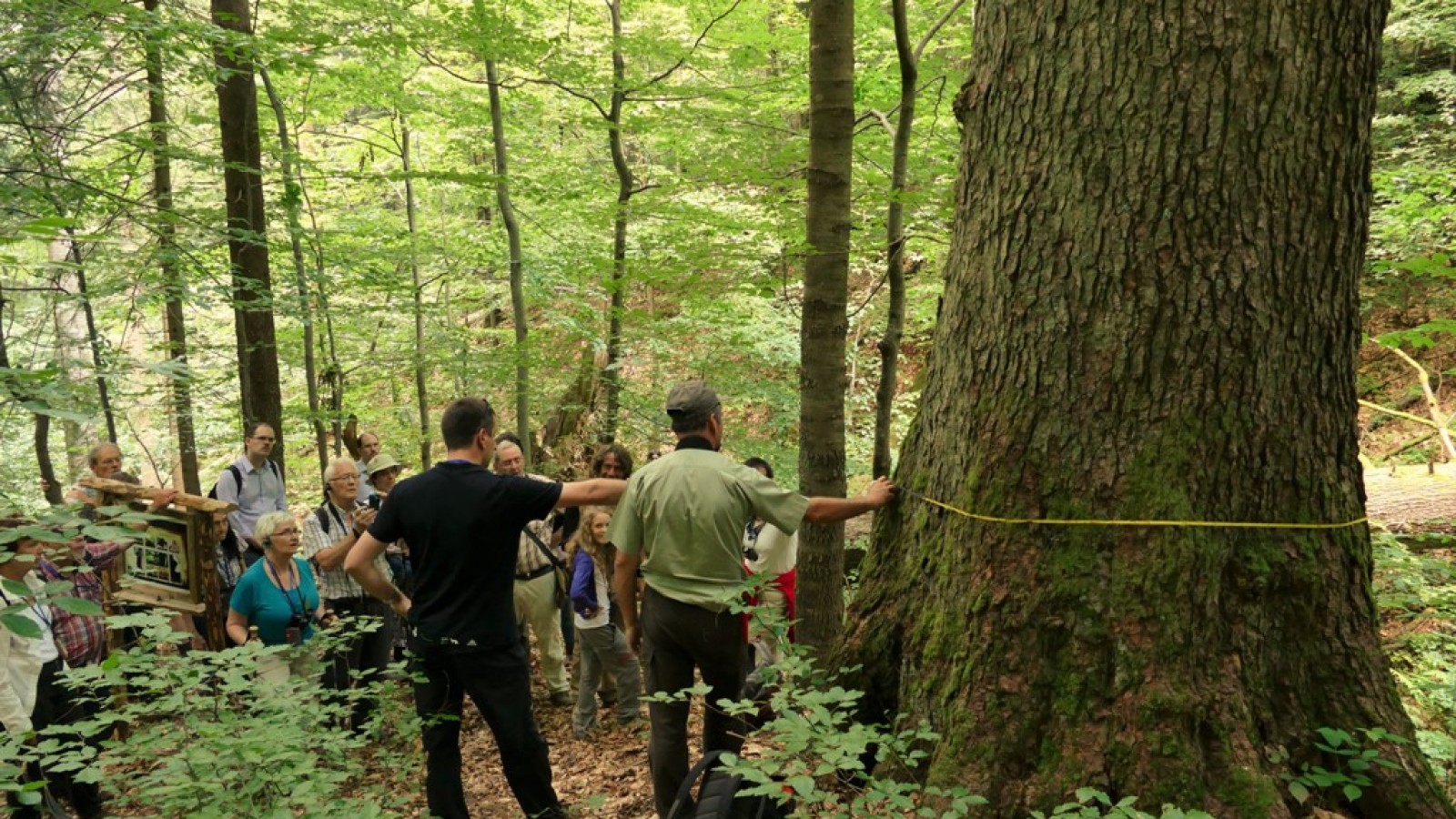 Drumeție și observare a viețiii sălbatice în pădurile virgine
