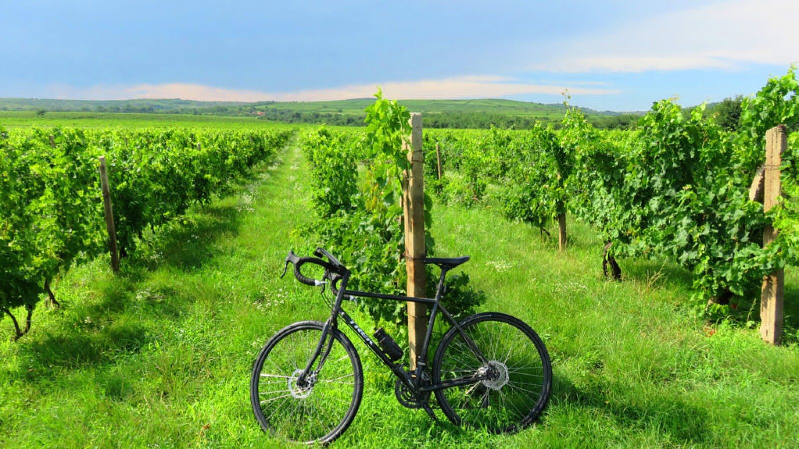 One Day Wine Route by Bike