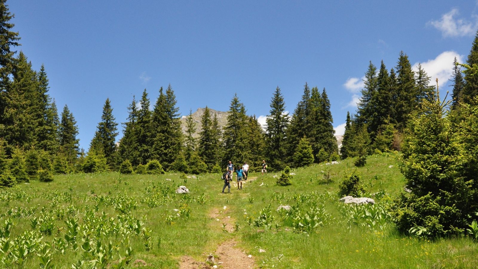 Active Trekking tour in Bucegi & Piatra Craiului National Parks - 3 days
