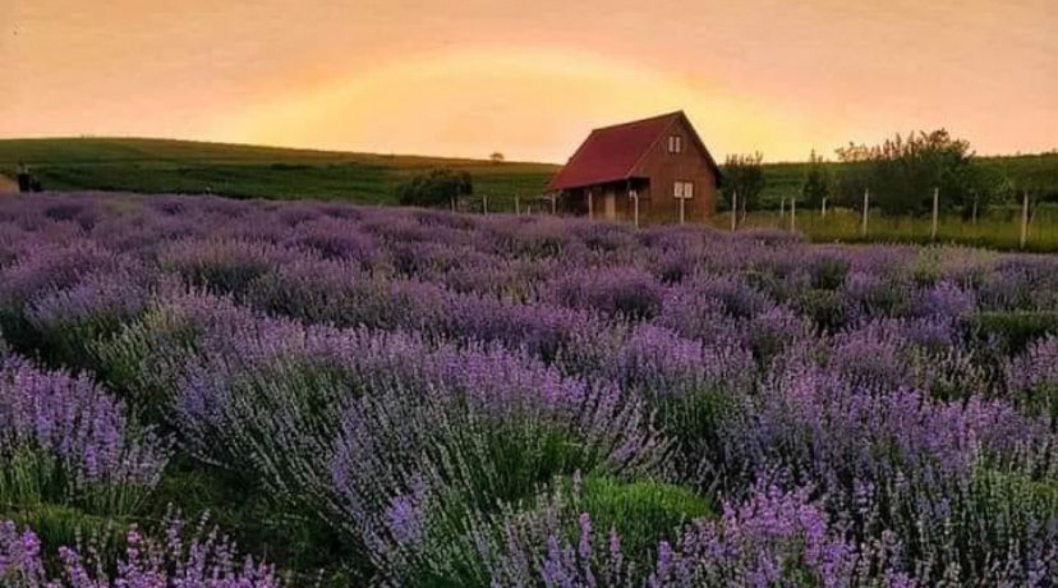 Mandra Lavanda - Cina la apus de soare in lanul de lavanda de la Mandra