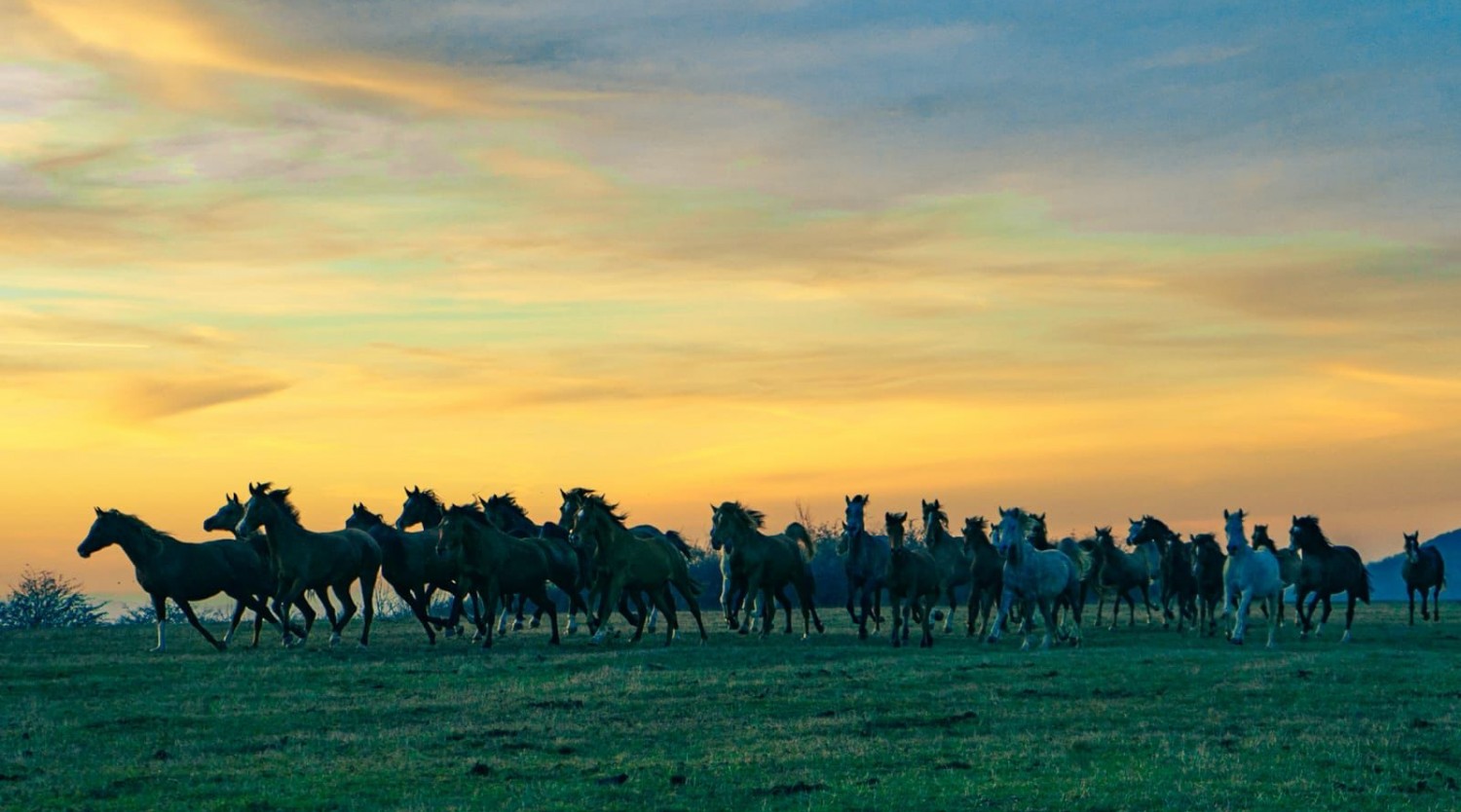 Drumetie pentru cei mici si intalnirea inedita cu caii arabi liberi