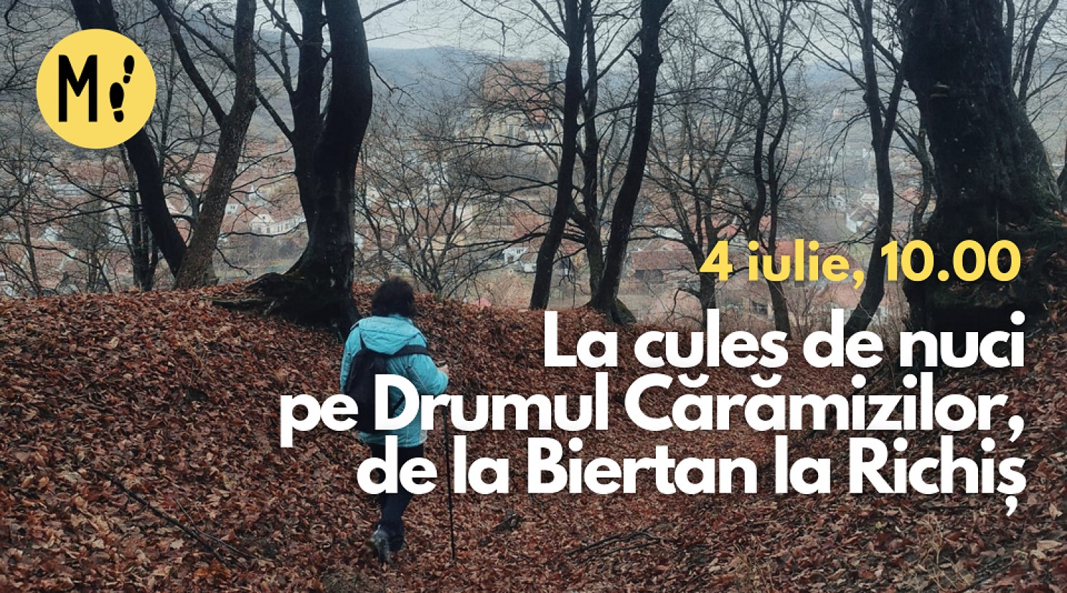La cules de nuci pe Drumul Cărămizilor, de la Biertan la Richis