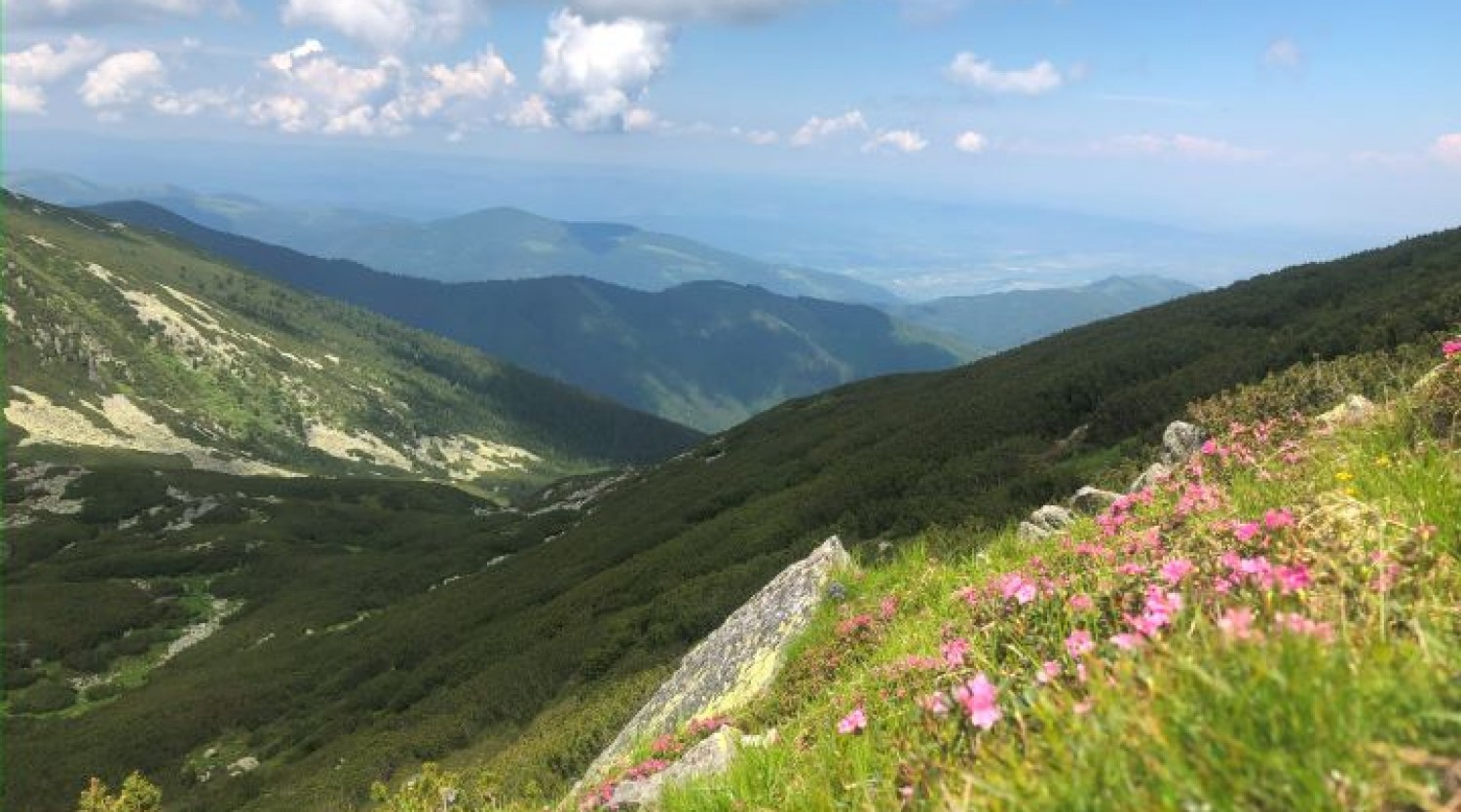 Feerie în roz, pe Vârful Cindrel – în mijlocul rhododendronilor