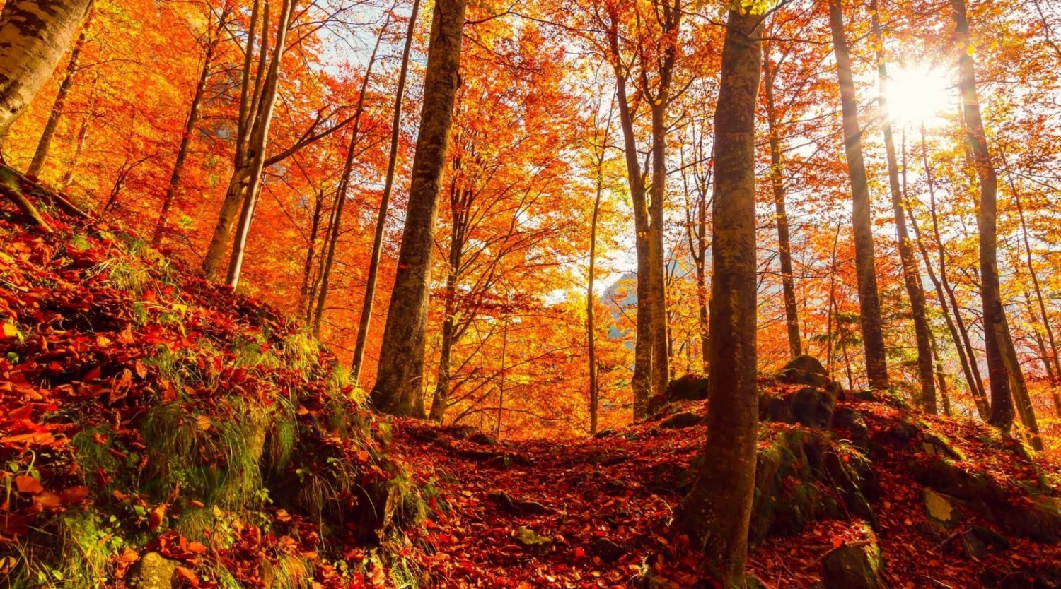 Drumeție aramie și brânzeturi dumnezeiești pe Via Transilvanica