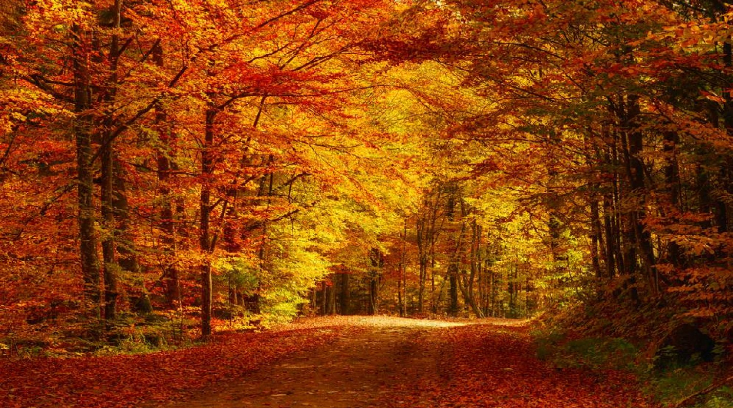 Drumetie prin padurile din imprejurimile Dumbraveniului