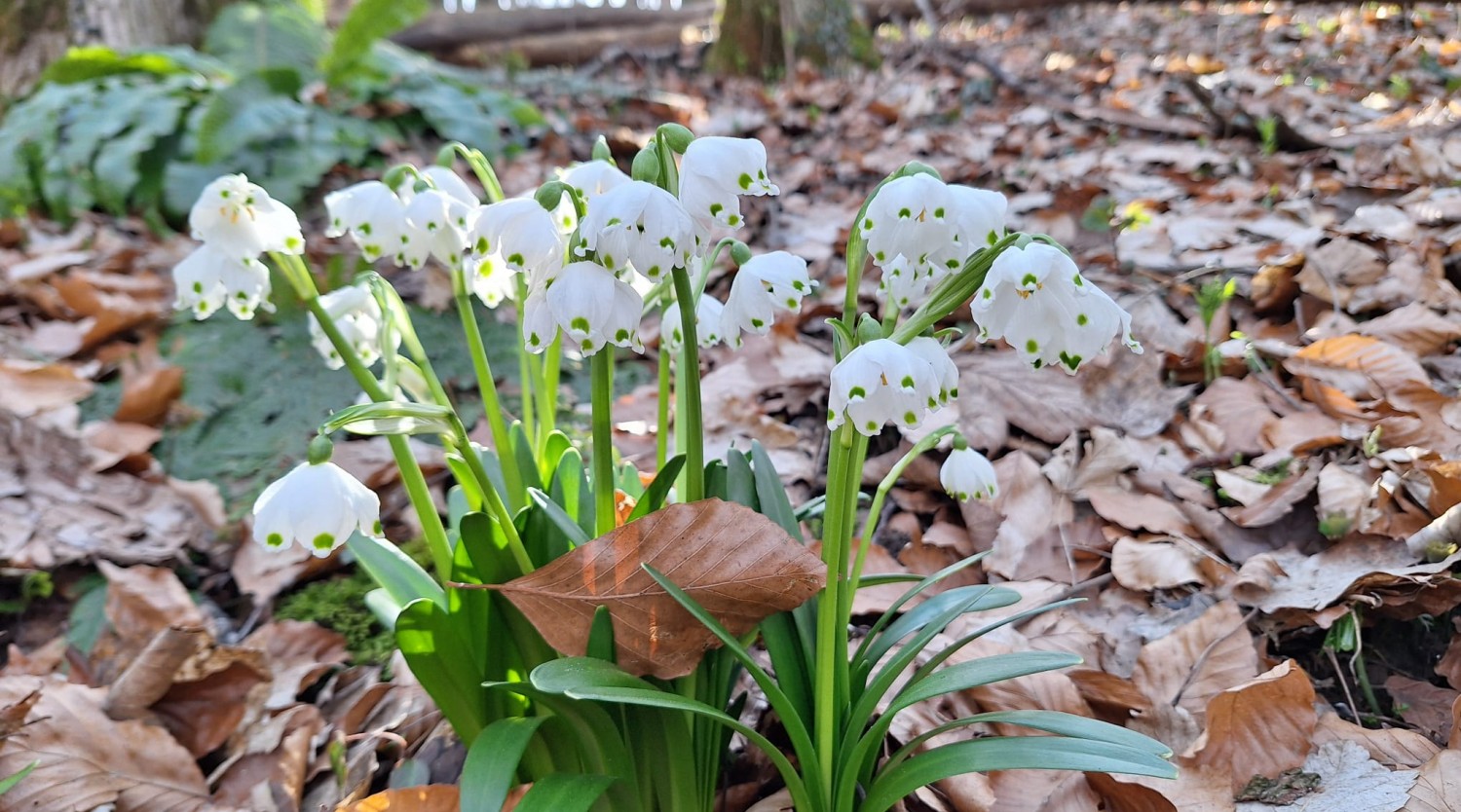 Drumeție la ghioceii bogați din Platoul Vârtoapelor