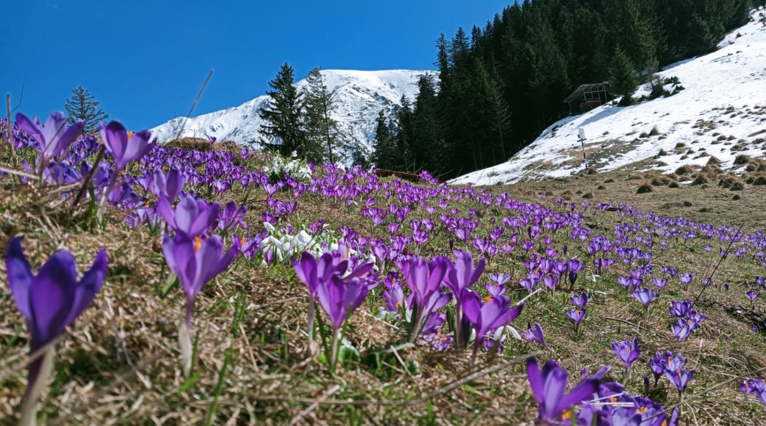 În căutarea brândușelor la Cabana Suru