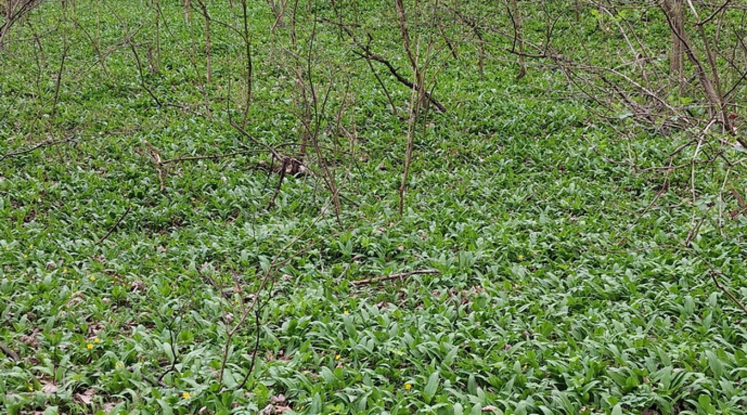 La cules de leurdă pe dealurile Mediașului