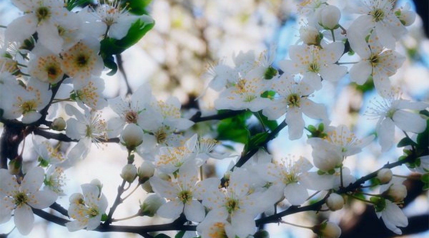 Rapsodii de primăvară spre Cabana Godea și Fântânele