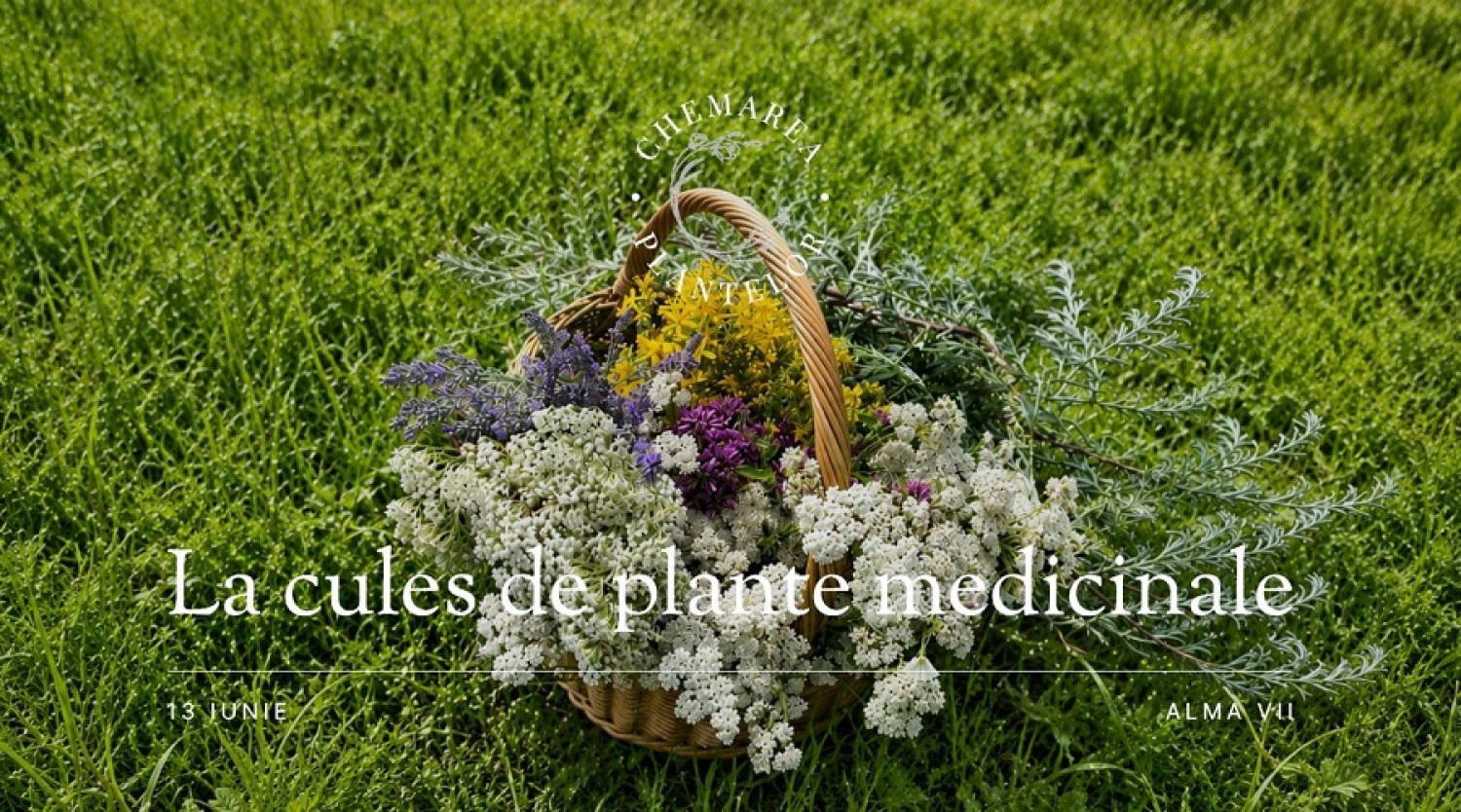 La cules de plante medicinale în Alma Vii