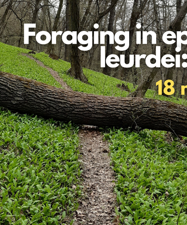Foraging în epicentrul leurdei: Mediaș