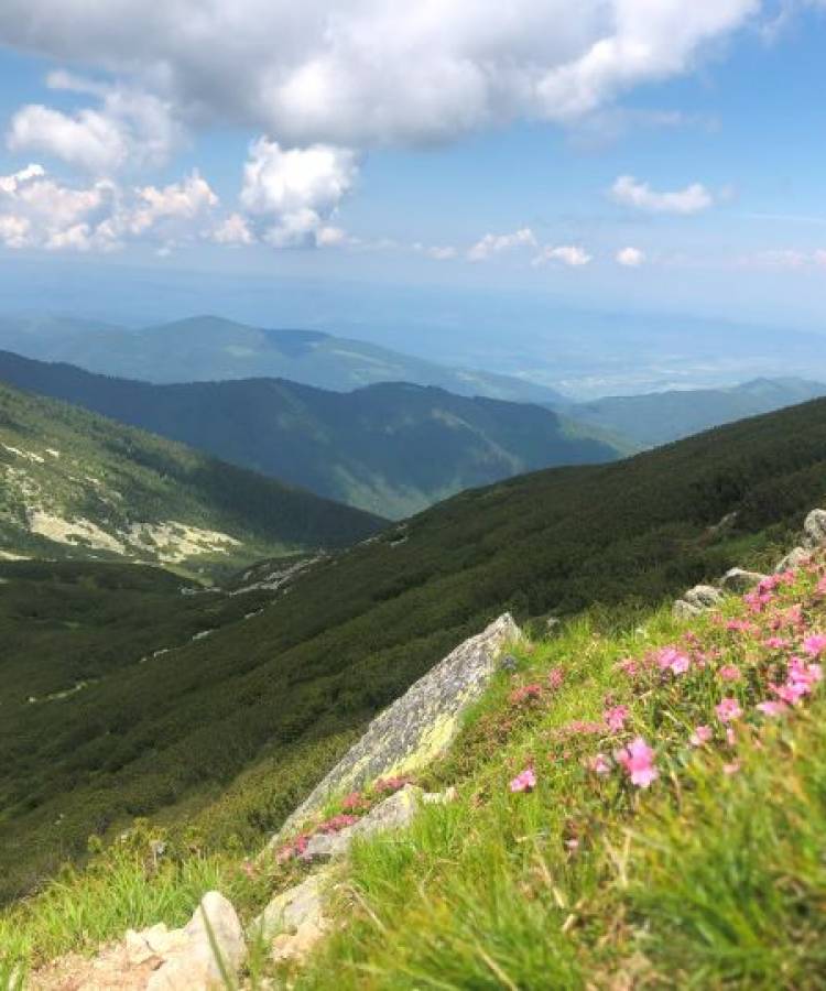Feerie în roz, pe Vârful Cindrel – în mijlocul rhododendronilor